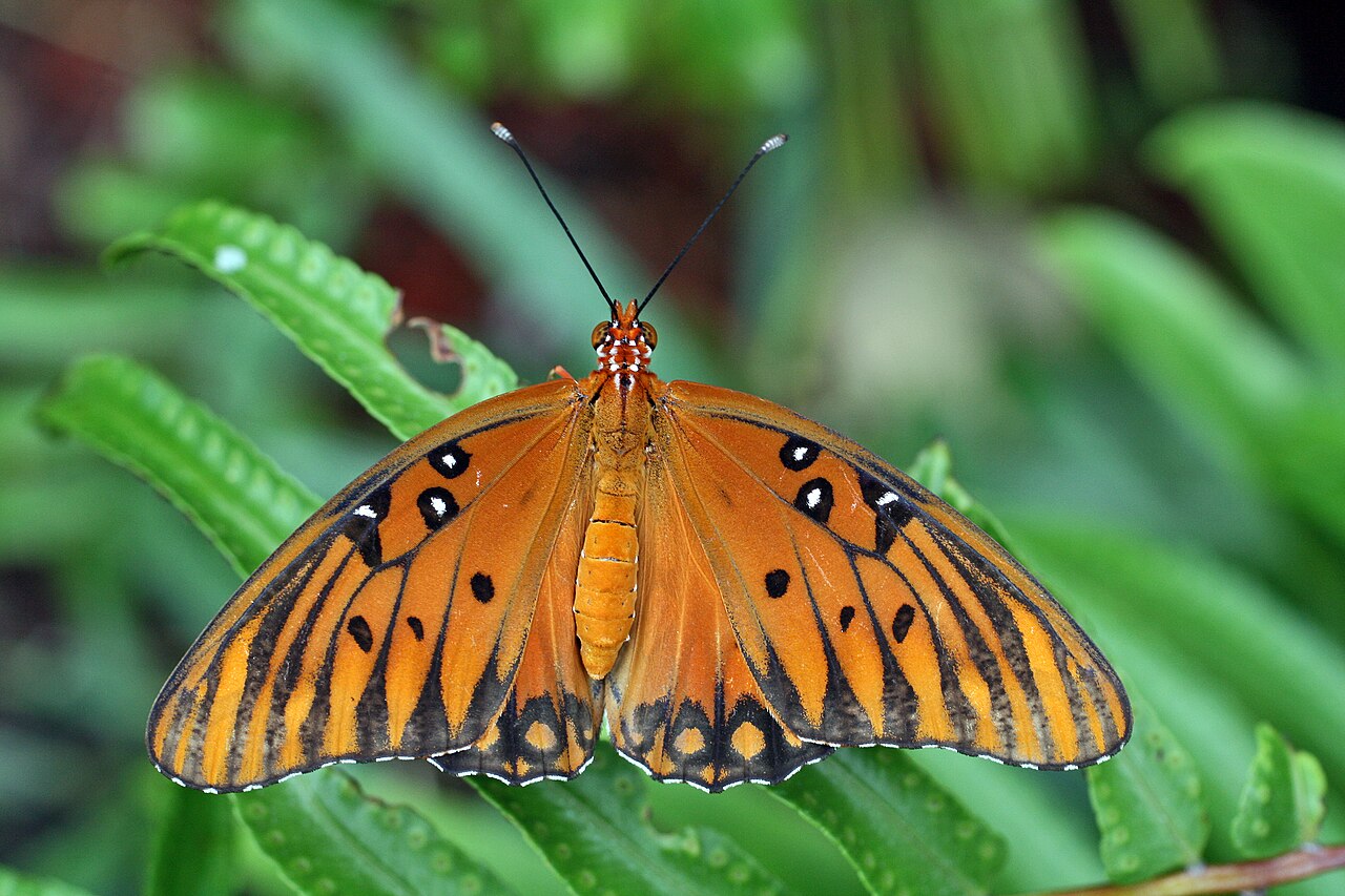 银纹红袖蝶（Agraulis vanillae）