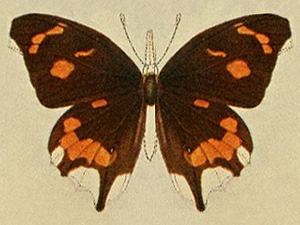 琦喙蝶（Libythea cinyras）