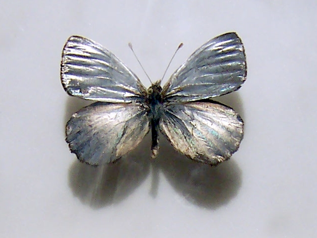 Argyrophorus argenteus
