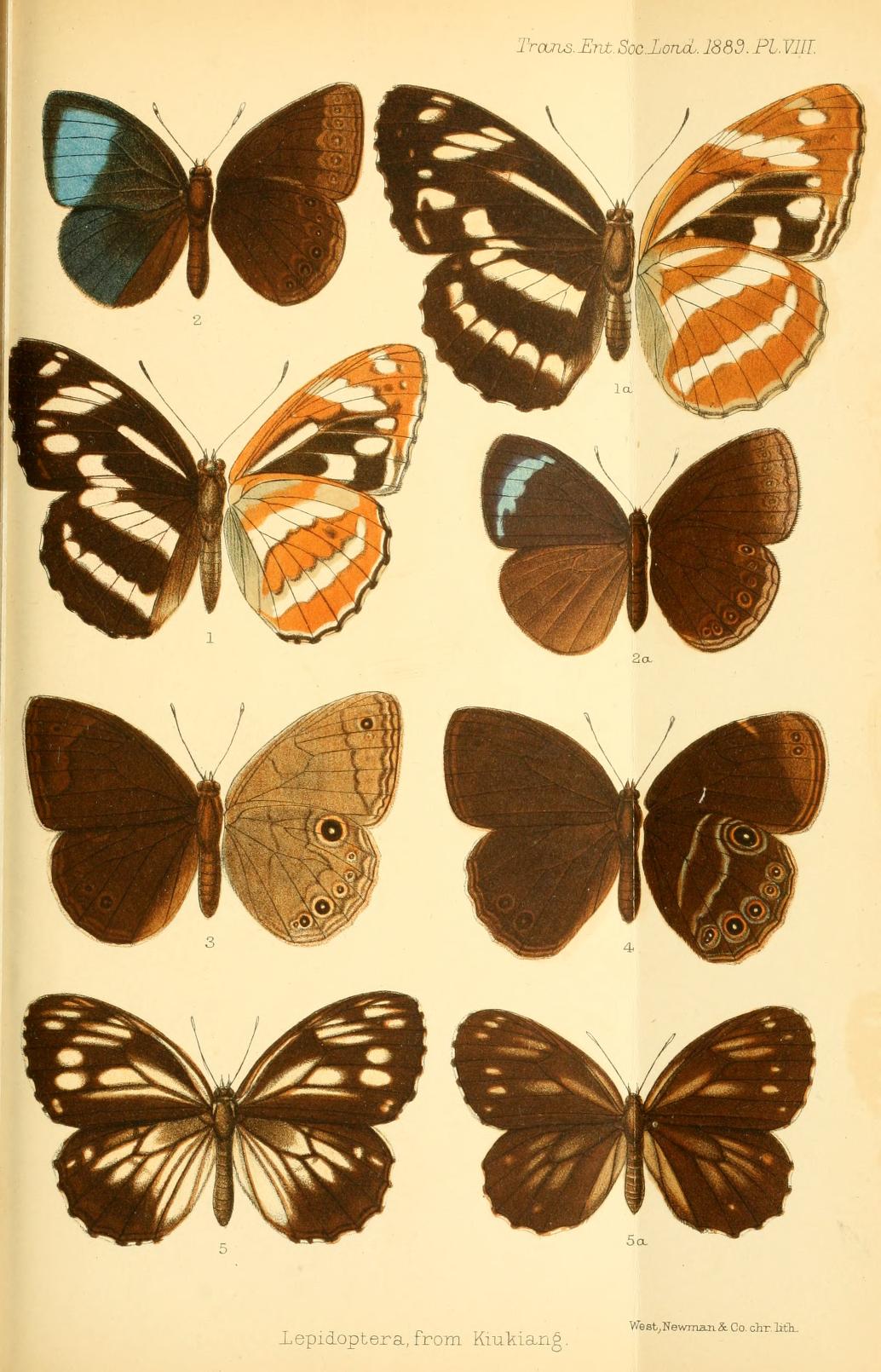 Mandarinia regalis