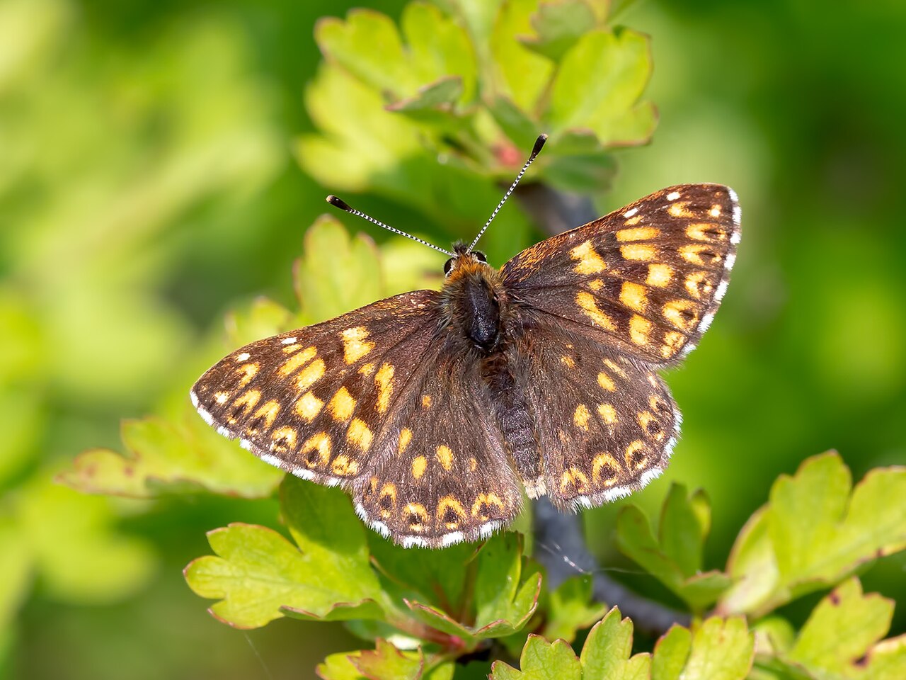 橙红斑蚬蝶（Hamearis lucina）