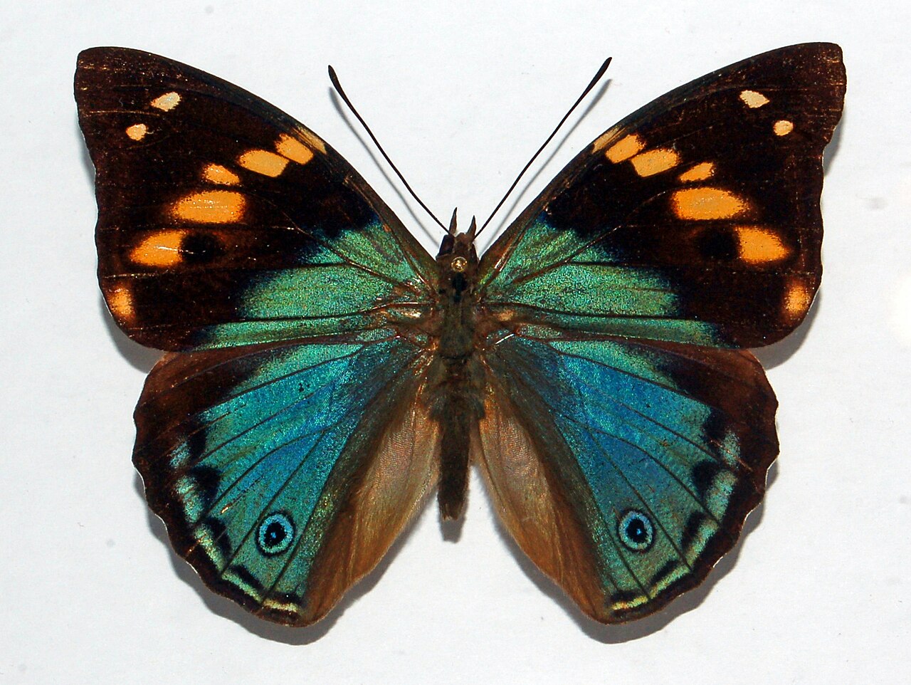 绿幻蛱蝶（Apaturina erminia）
