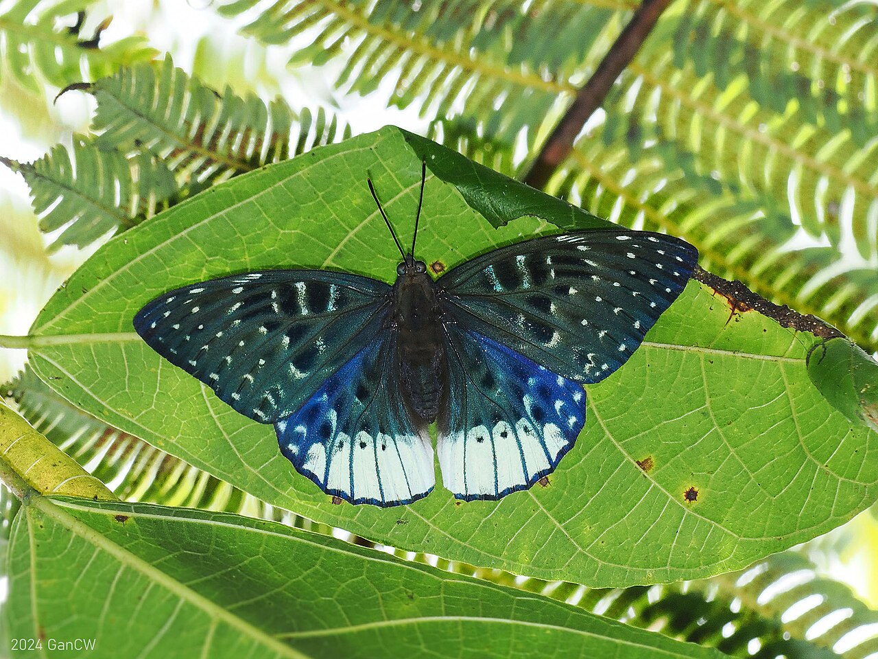 拟电蛱蝶（Dichorragia ninus）