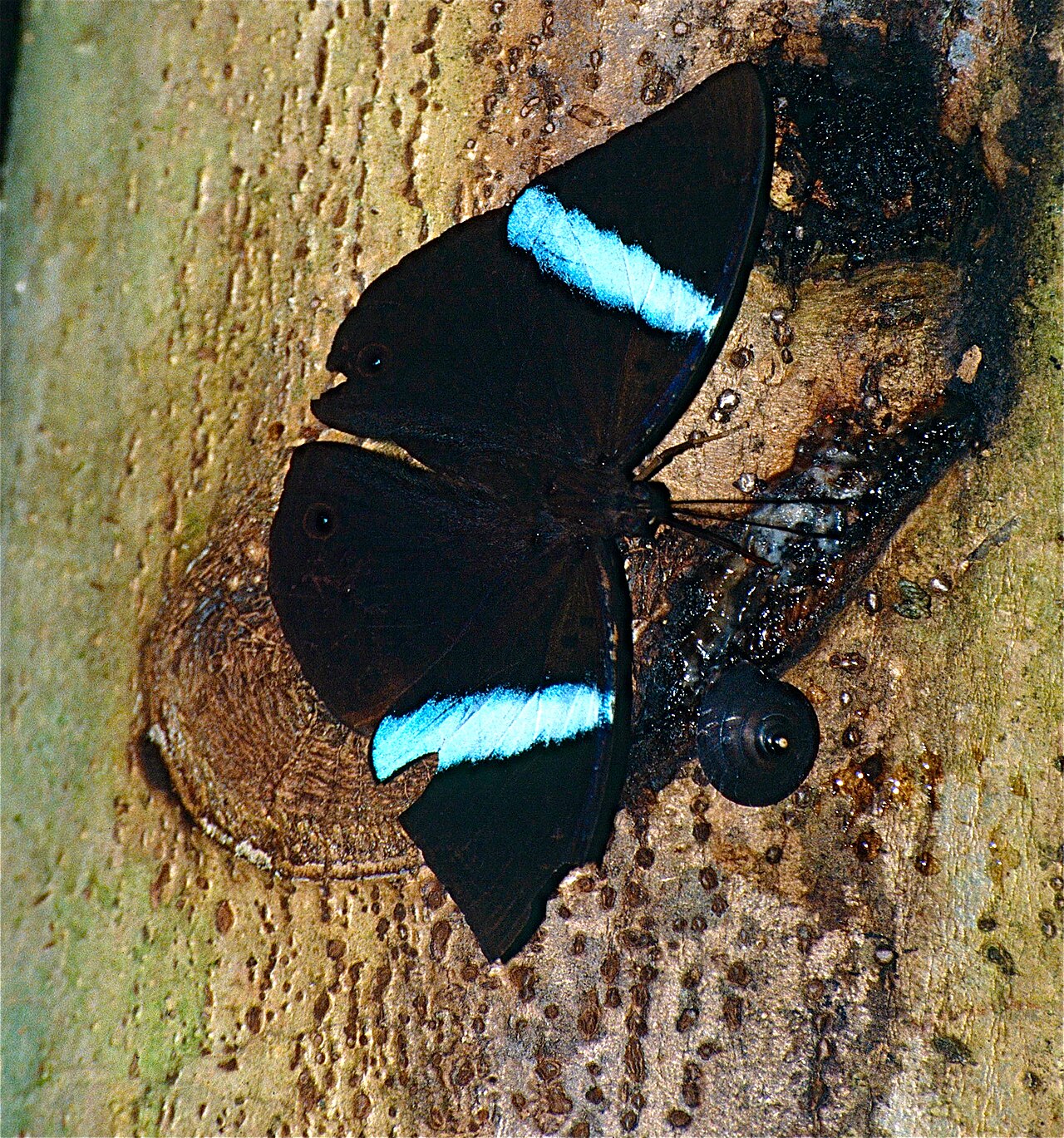 斜带霭蛱蝶（Amnosia decora）