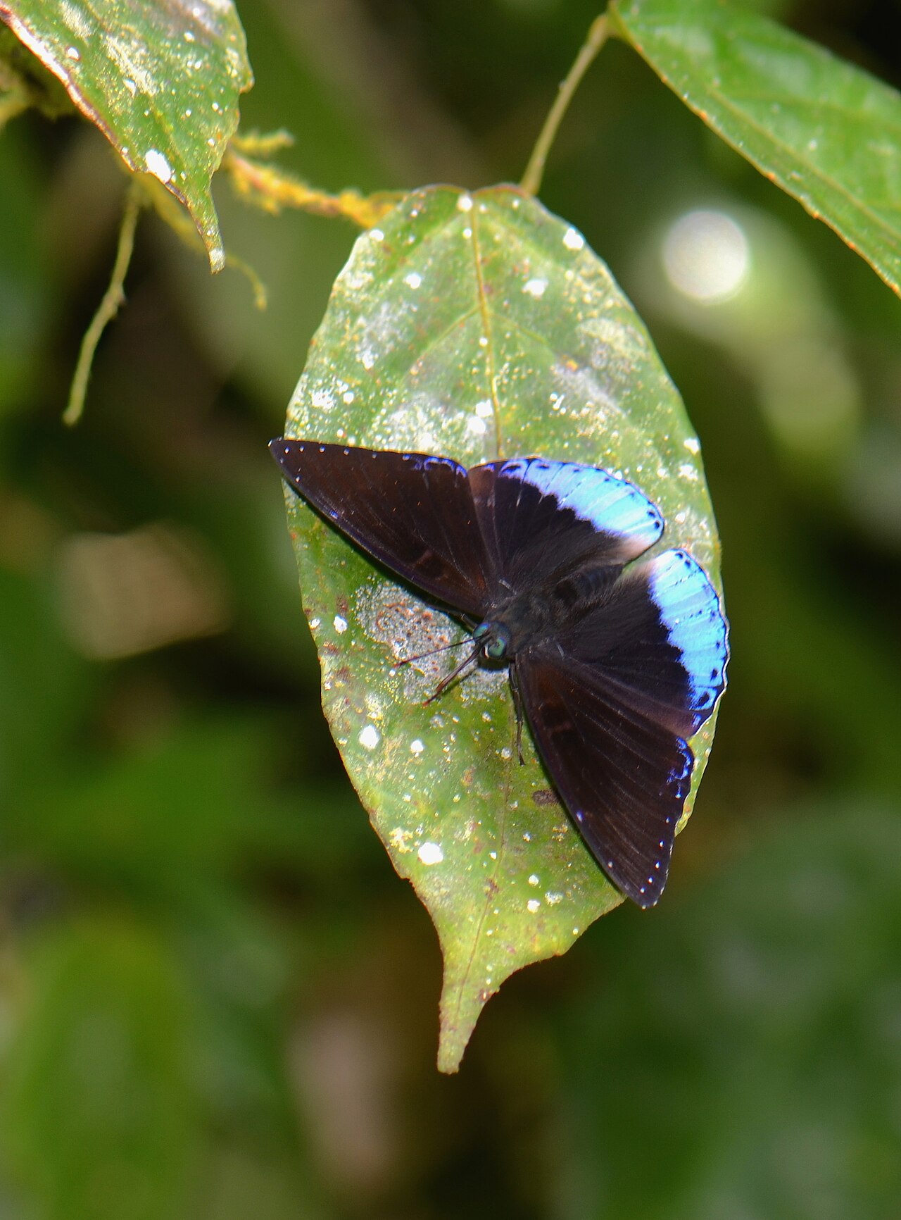 饰蛱蝶（Stibochiona coresia）