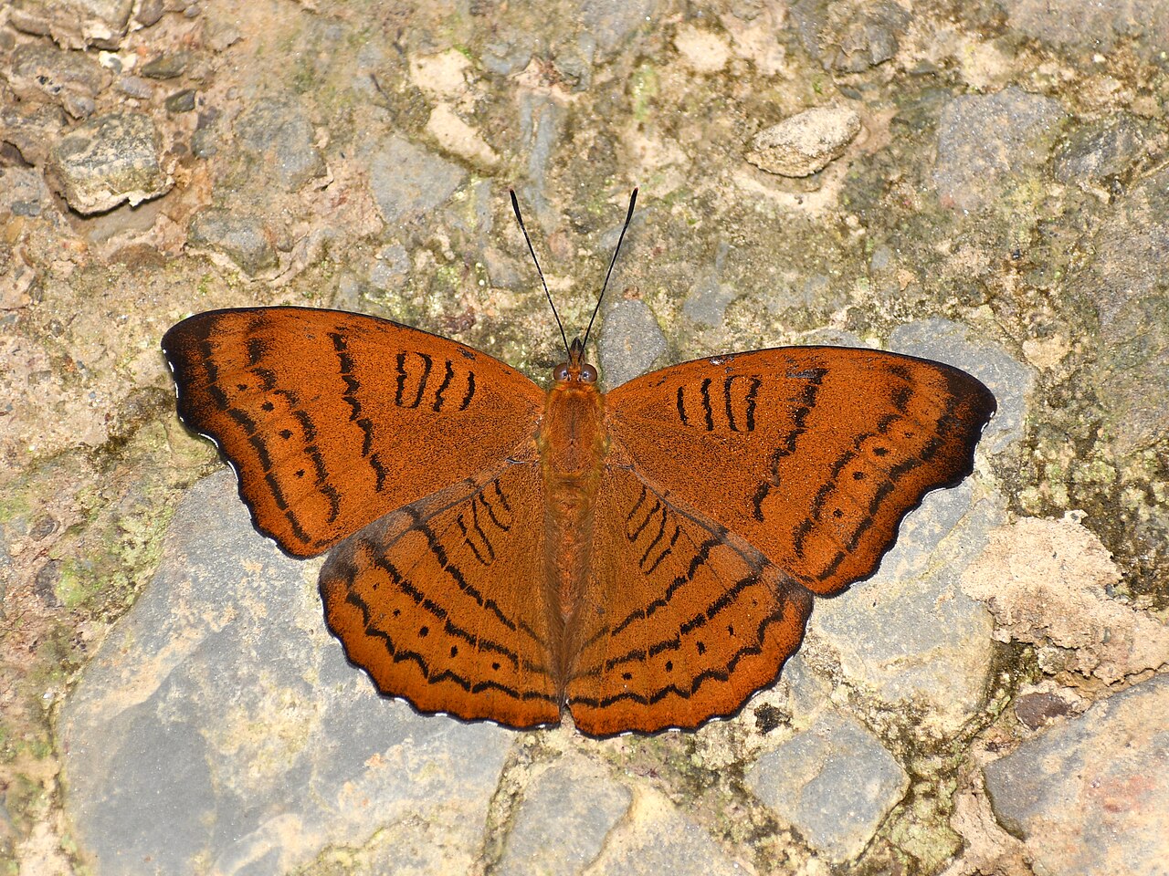 秀蛱蝶（Pseudergolis wedah）