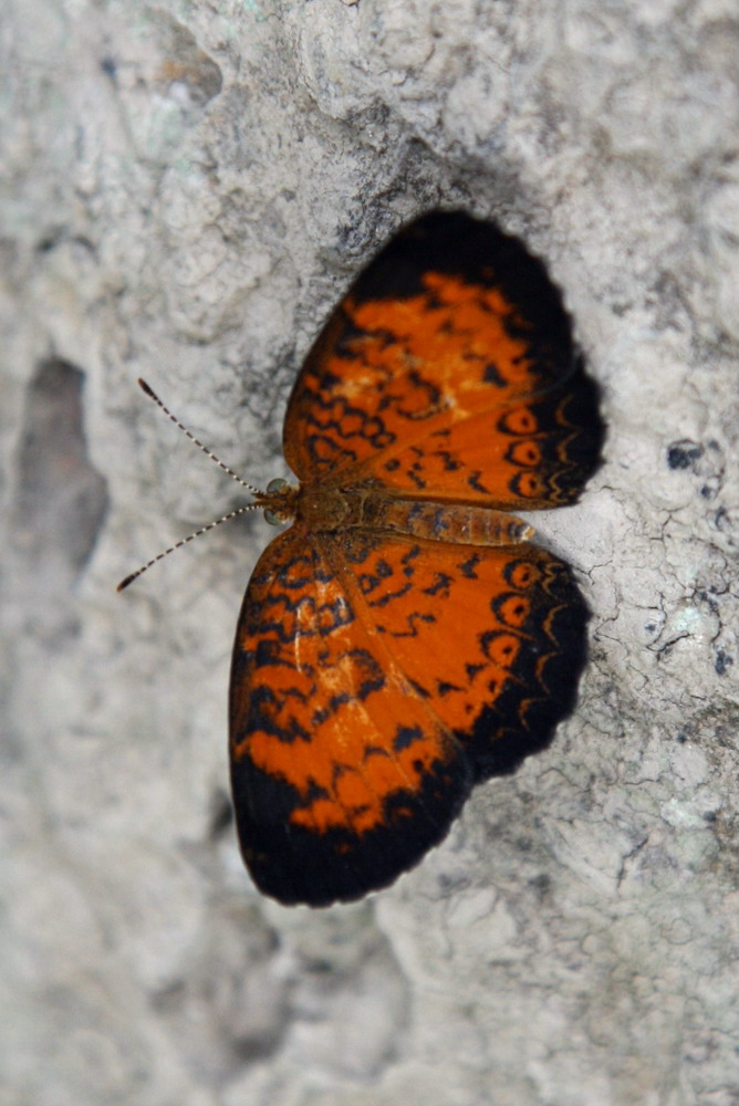 麦蛱蝶（Mazia amazonica）