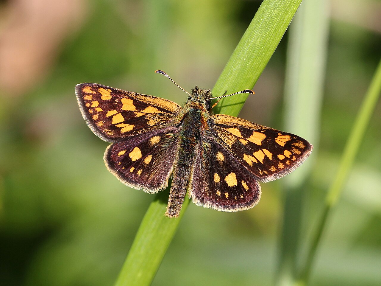 银弄蝶（Carterocephalus palaemon）