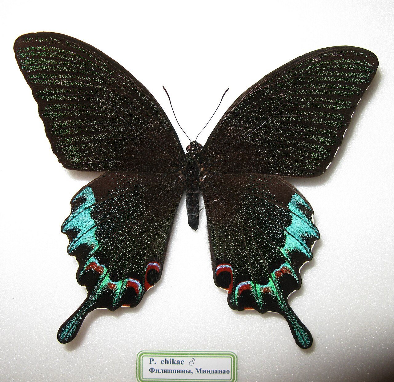 吕宋翠凤蝶（Papilio chikae）