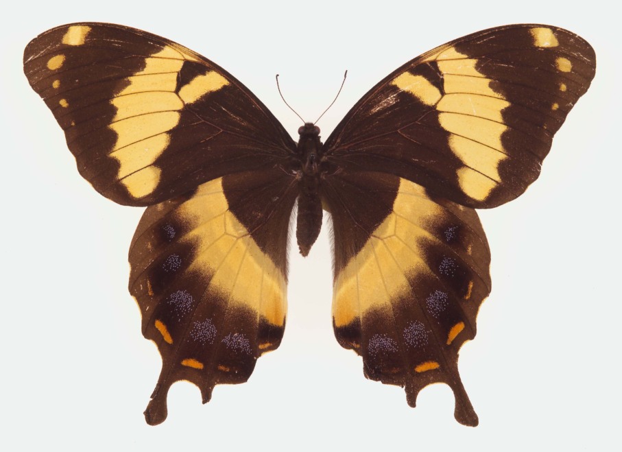 大螯豹凤蝶（Papilio homerus）