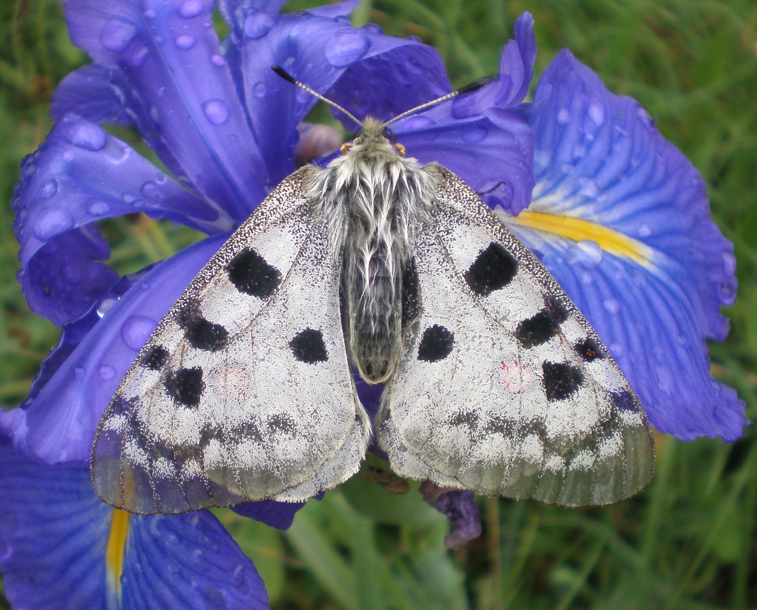 阿波罗绢蝶（Parnassius apollo）