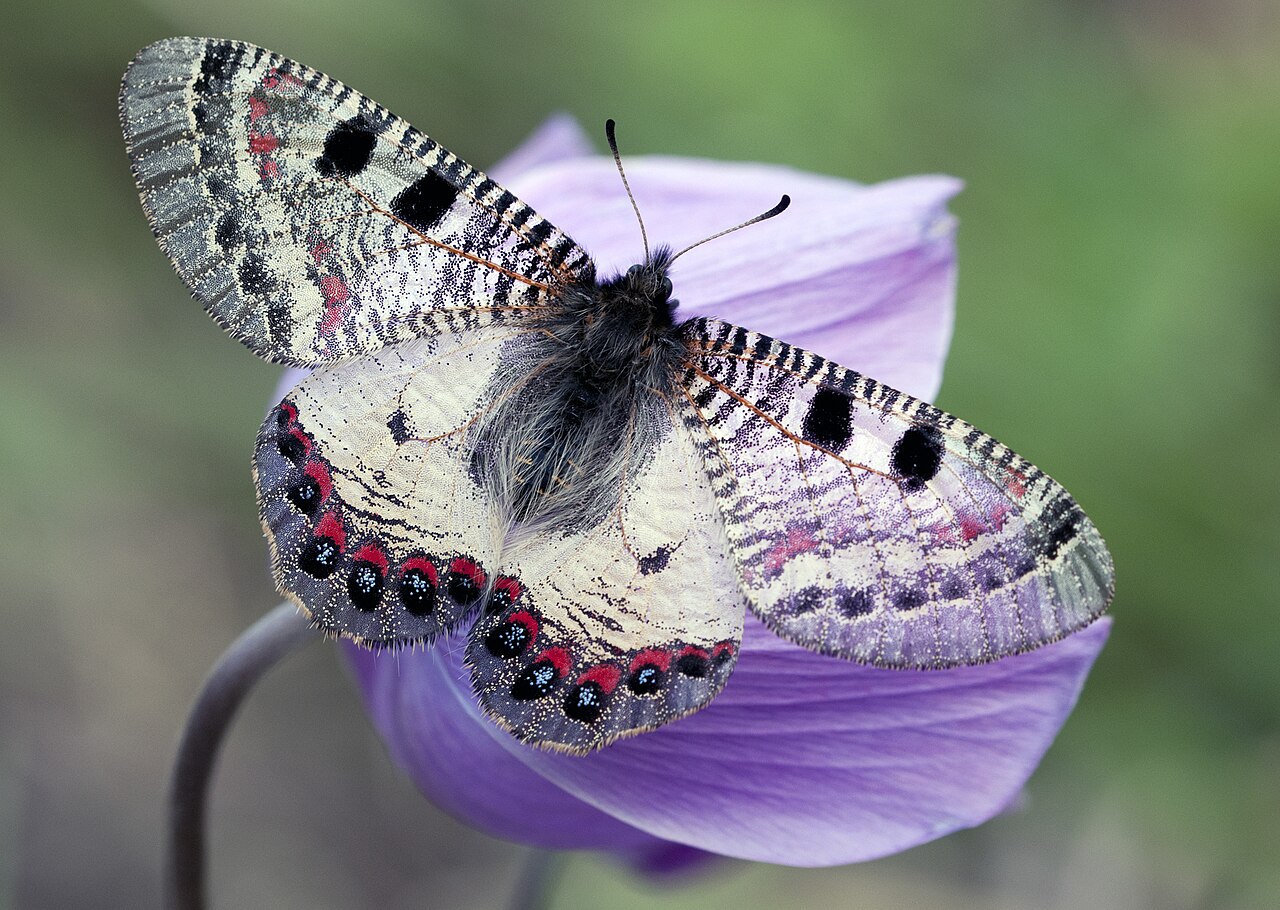 帅绢蝶属（Archon apollinus）
