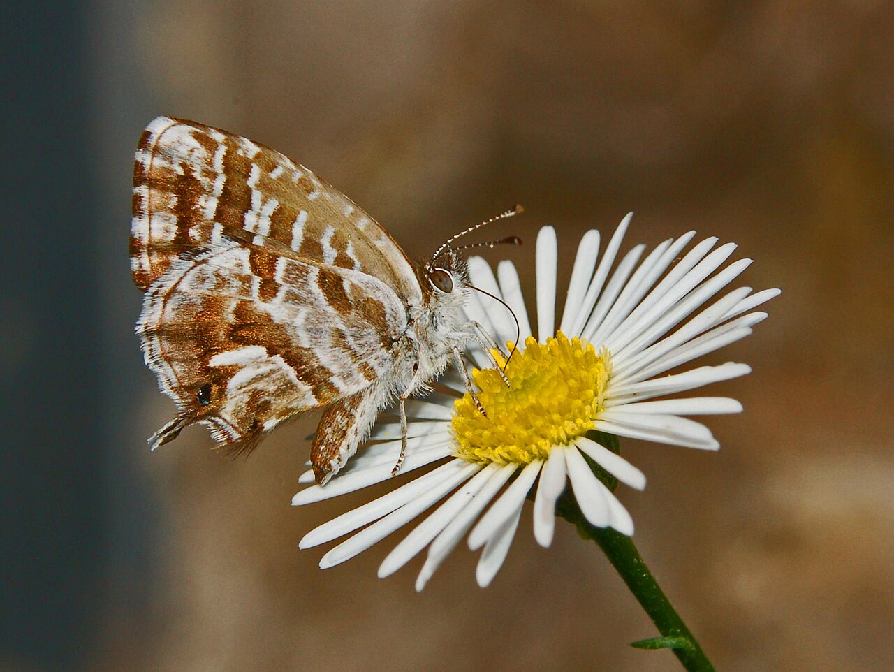 马丁字灰蝶（Cacyreus marshalli）