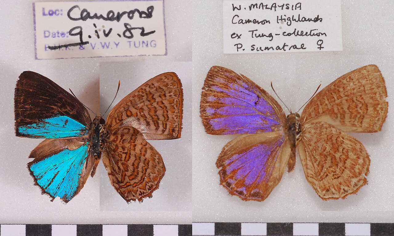 苏门答腊圆灰蝶（Poritia sumatrae）