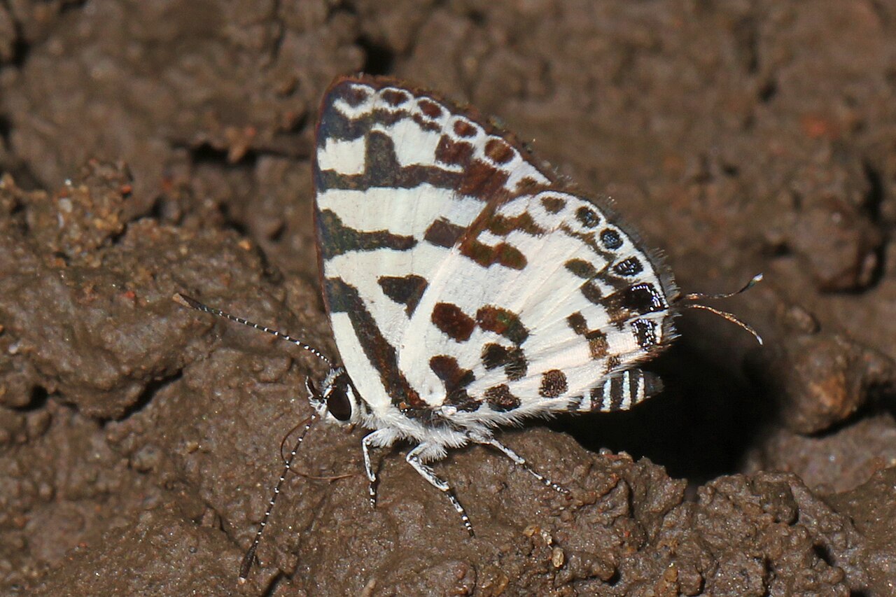 黑图灰蝶（Tuxentius melaena）