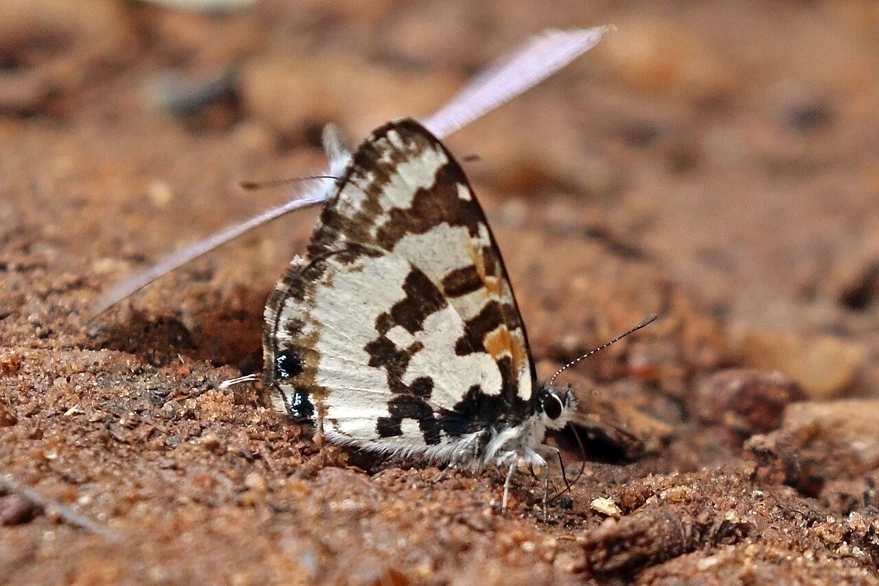 福天奇灰蝶（Uranothauma falkensteini）