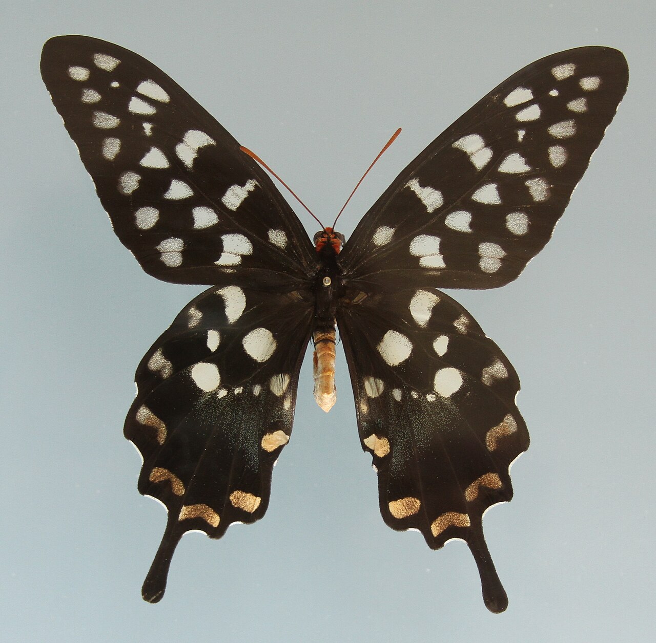 安蒂噬药凤蝶（Pharmacophagus antenor）