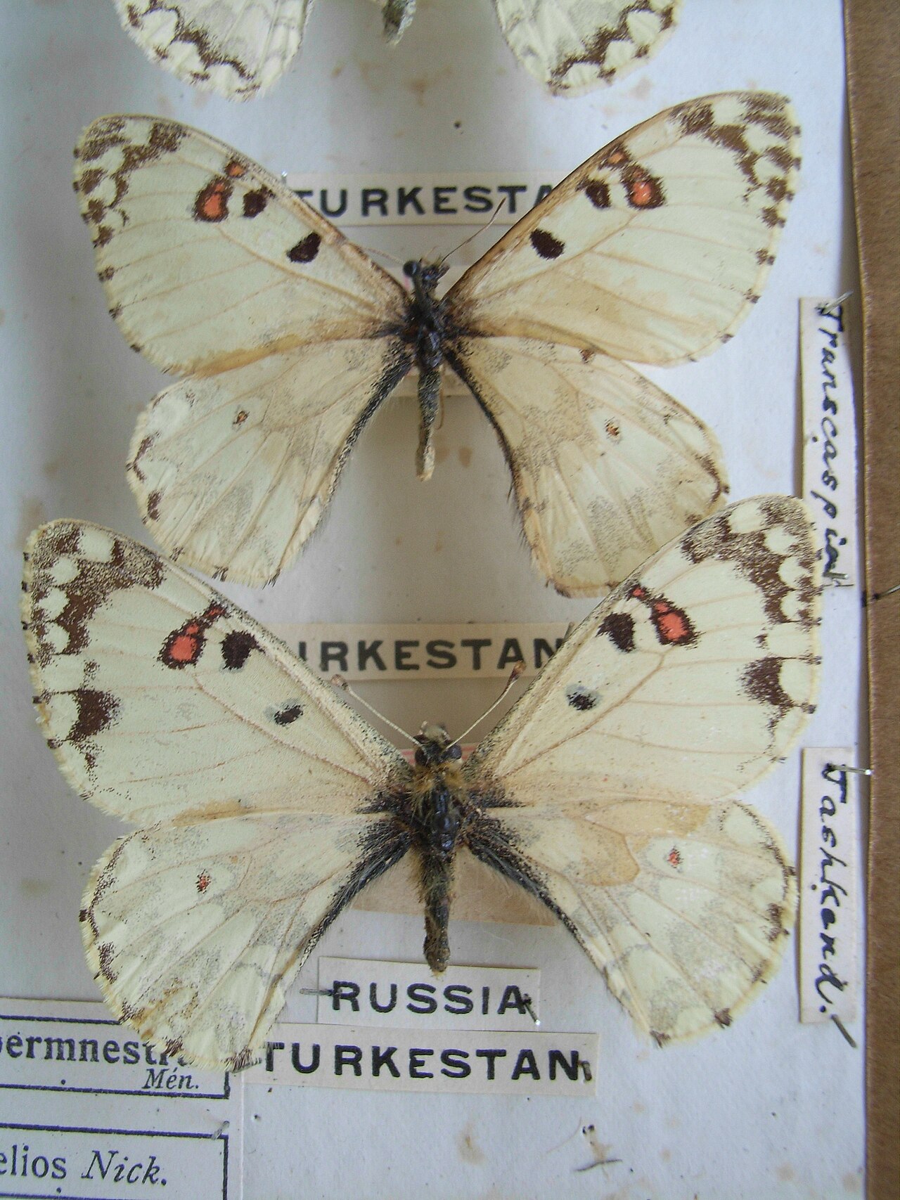 云绢蝶（Hypermnestra helios）