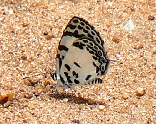 珍珠图灰蝶（Tuxentius margaritaceus）