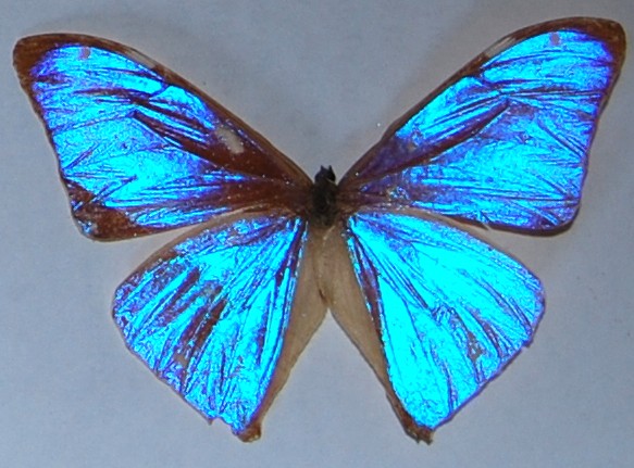 小蓝闪蝶（Morpho aega）