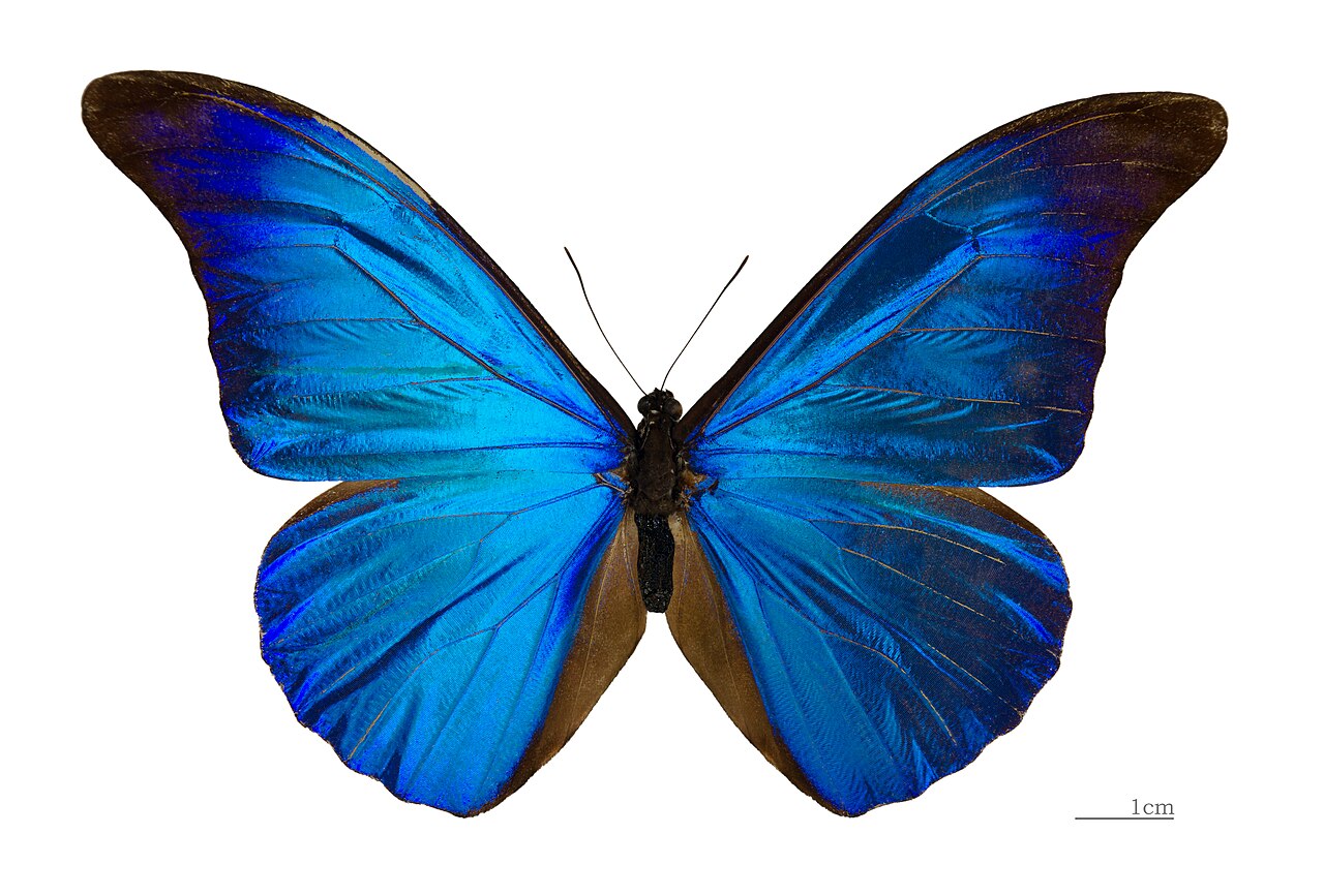 尖翅蓝闪蝶（Morpho rhetenor）