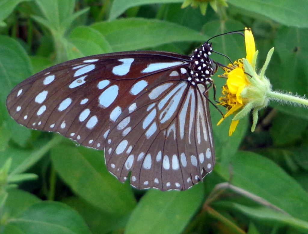 泛青斑蝶（Tirumala petiverana）