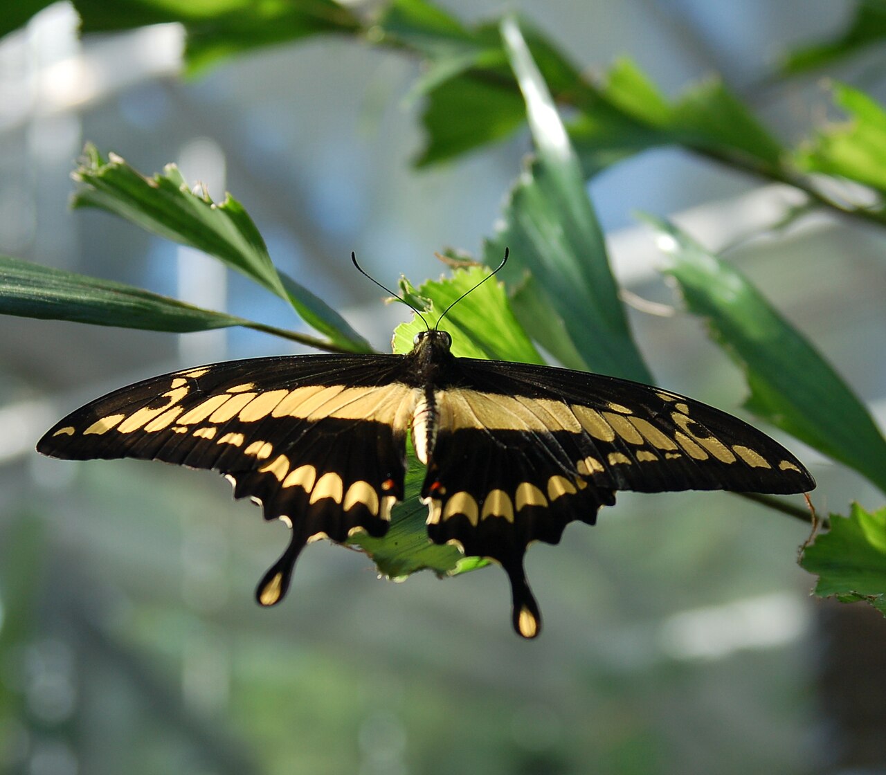 草凤蝶（Papilio thoas）