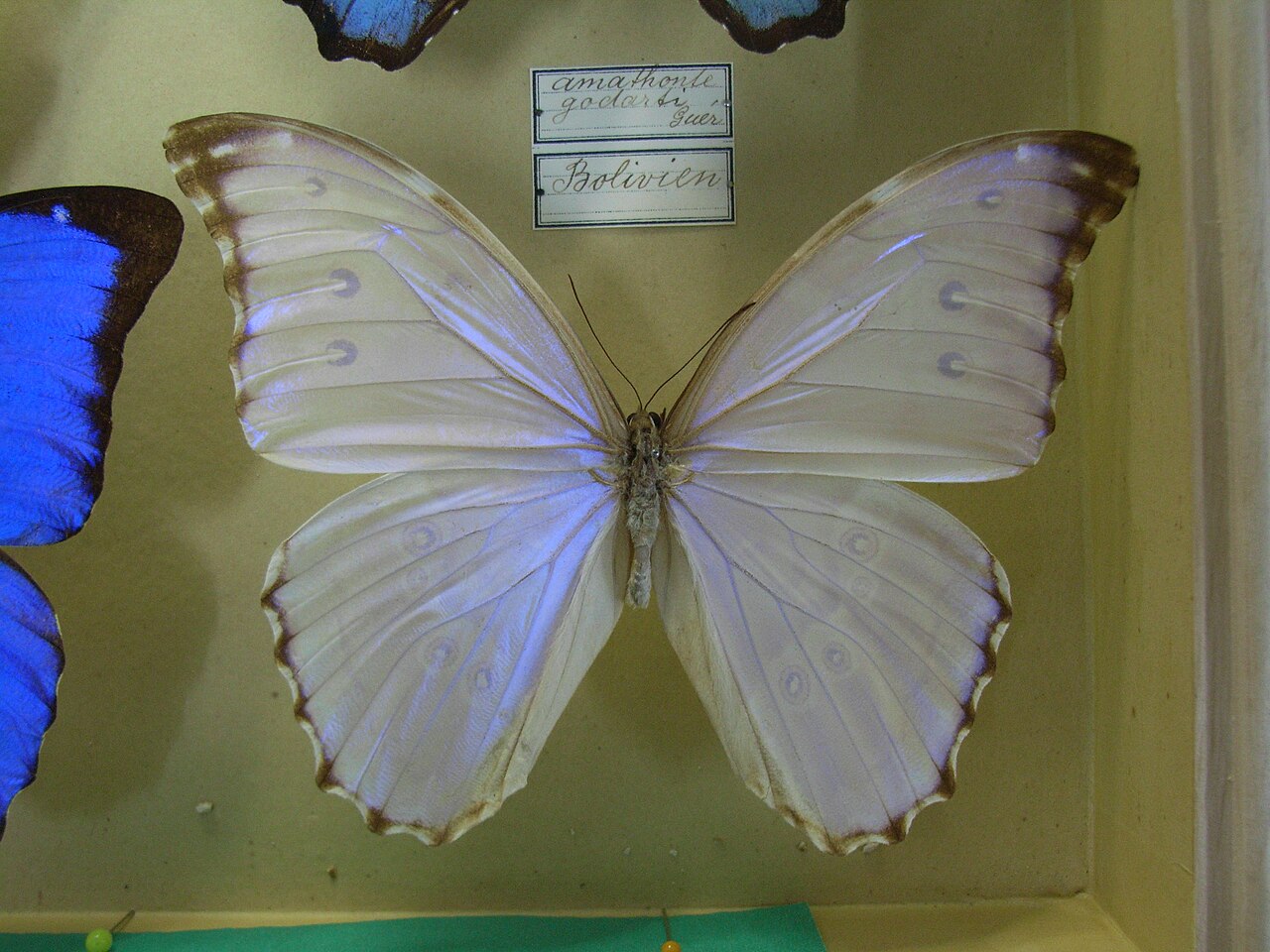 晶闪蝶（Morpho godarti）