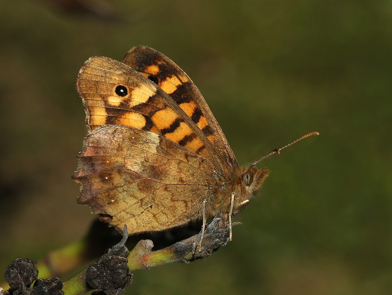帕眼蝶（Pararge aegeria）