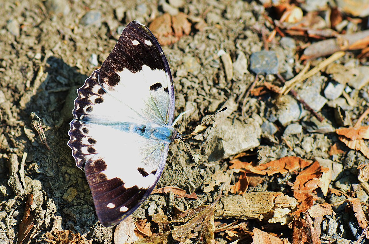 白蛱蝶（Helcyra chionippe）