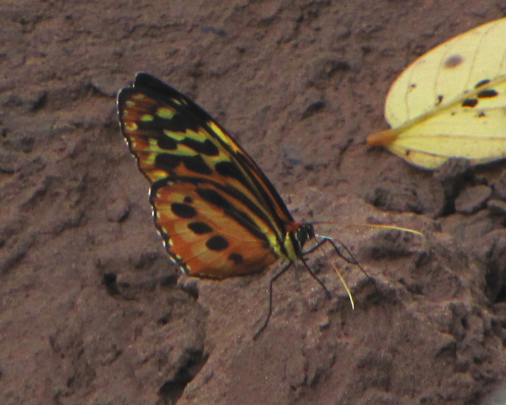 红裙晓绡蝶（Tithorea harmonia）