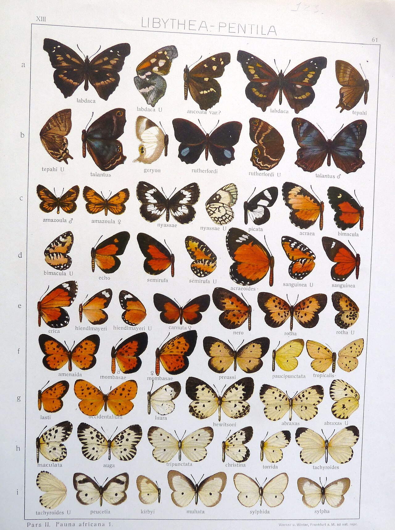 尼莎翼灰蝶（Alaena nyassa）