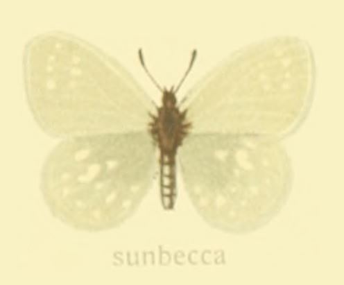 绿斑珍眼蝶（Coenonympha sunbecca）