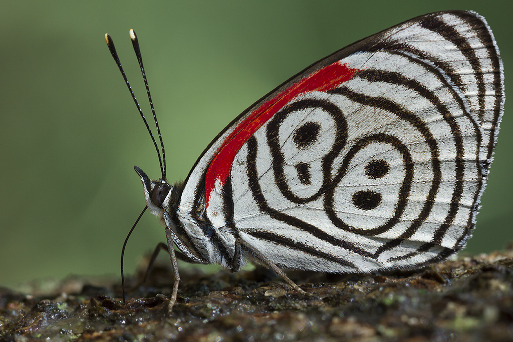 蓝带涡蛱蝶 (Hewitson)（Diaethria eluina）
