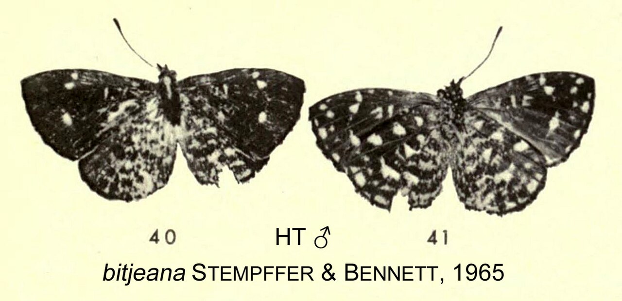 比特晓灰蝶（Micropentila bitjeana）