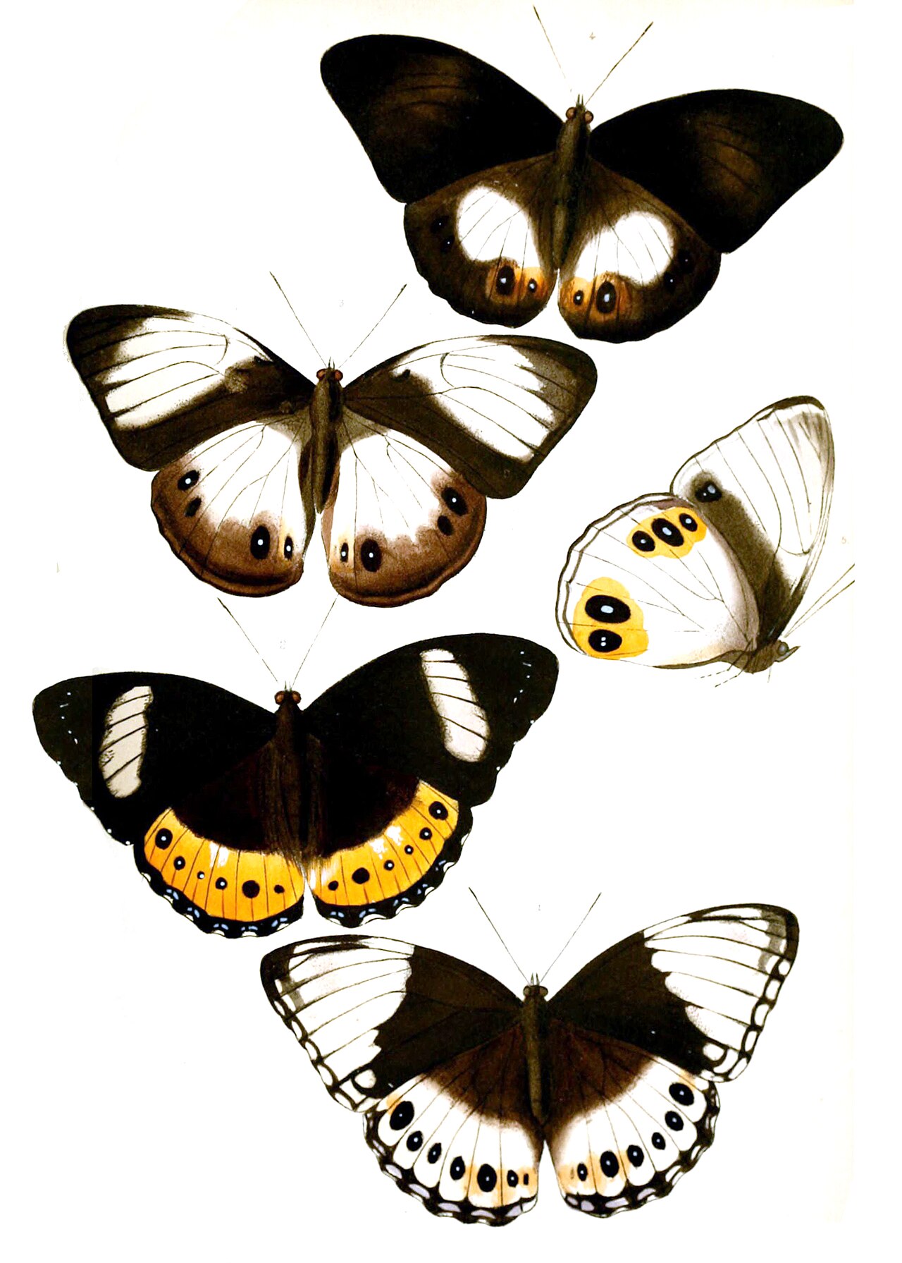 大白斑蛱蝶（Hypolimnas deois）