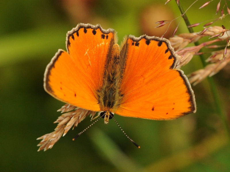 橙黄昙灰蝶（Thersamonia ochimus）