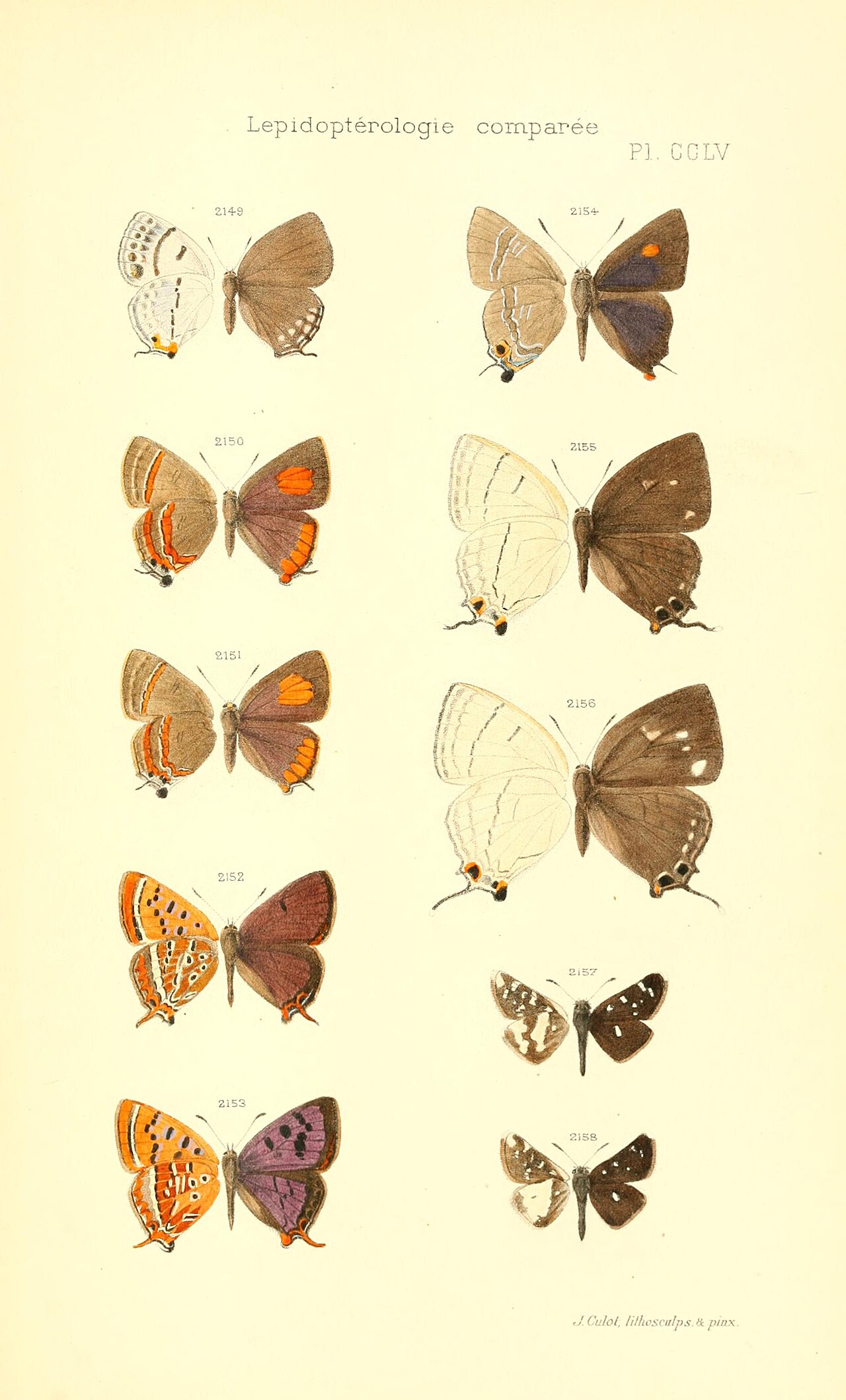 丽罕莱灰蝶（Lycaena li）