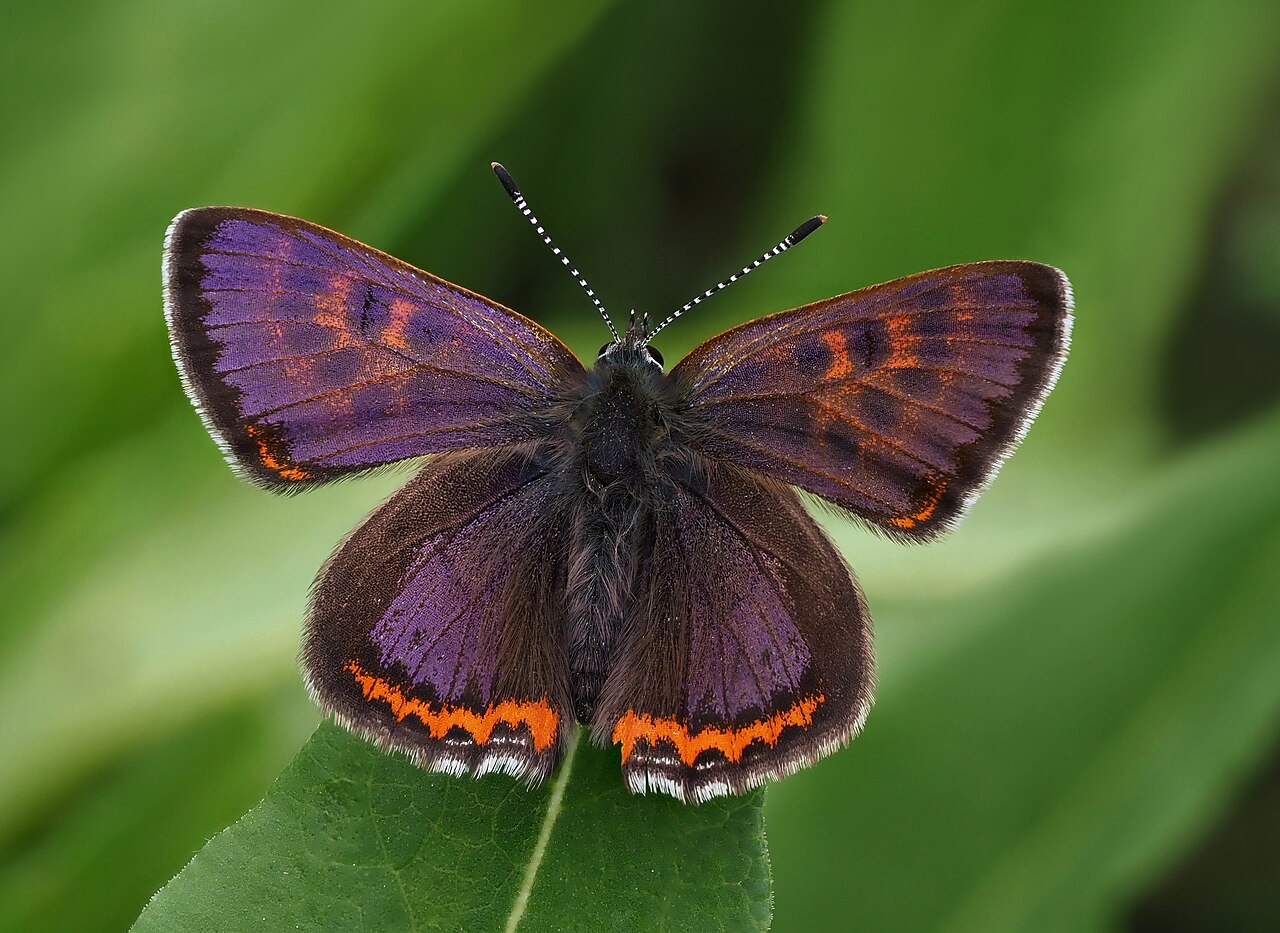 罕莱灰蝶（Lycaena helle）