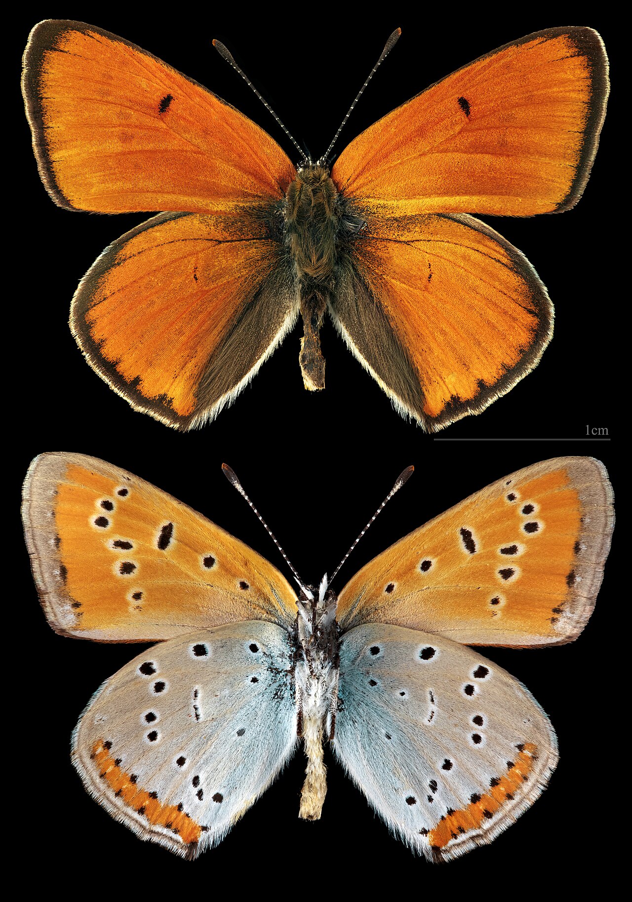 橙灰蝶（Lycaena dispar）