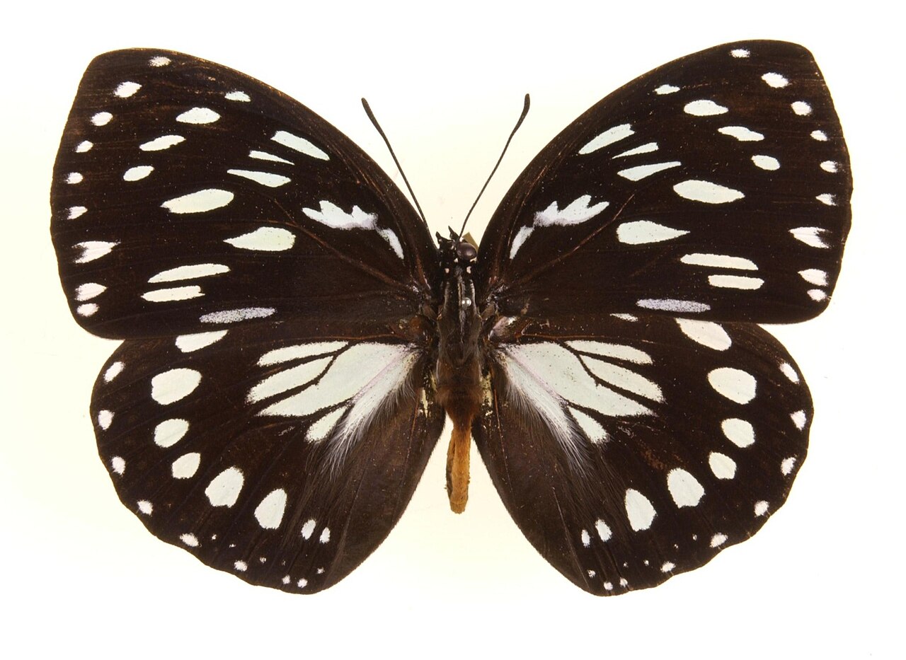 白斑圆蛱蝶（Godardia eurinome）