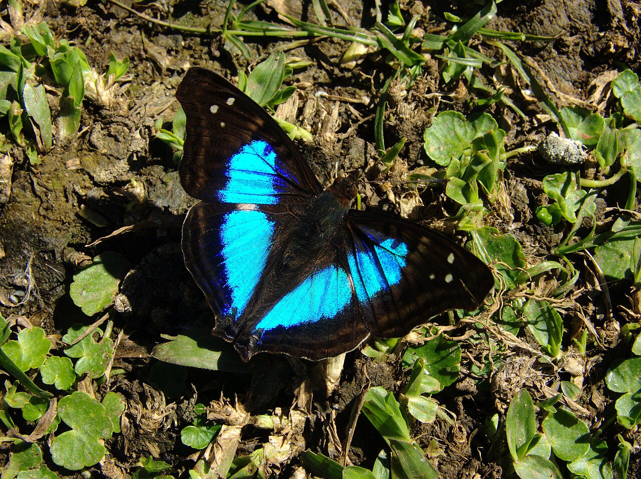烙印荣蛱蝶（Doxocopa laurentia）