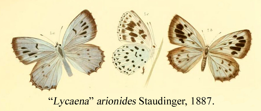 大斑霾灰蝶（Phengaris arionides）