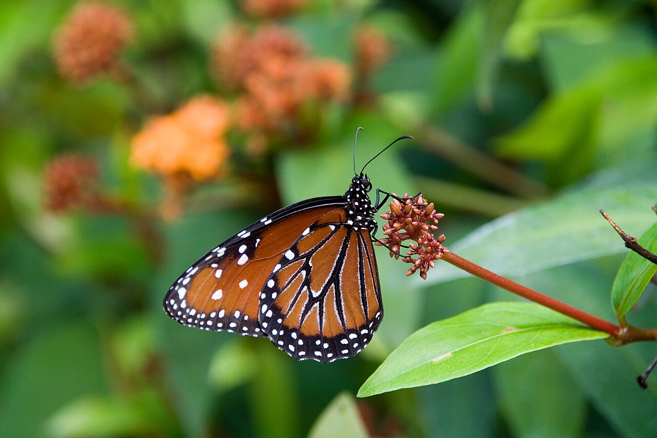 女王斑蝶（Danaus gilippus）