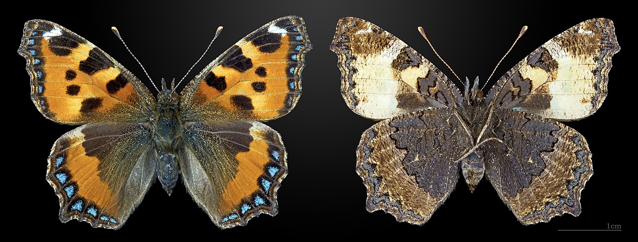 荨麻蛱蝶（Aglais urticae）