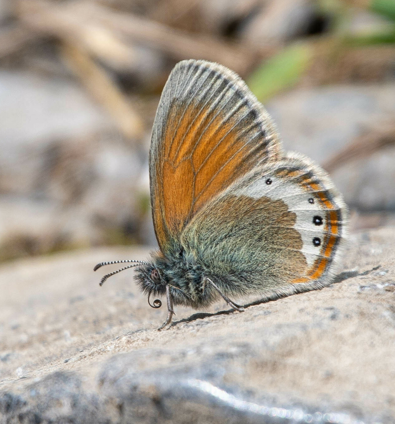高山珍眼蝶（Coenonympha gardetta）