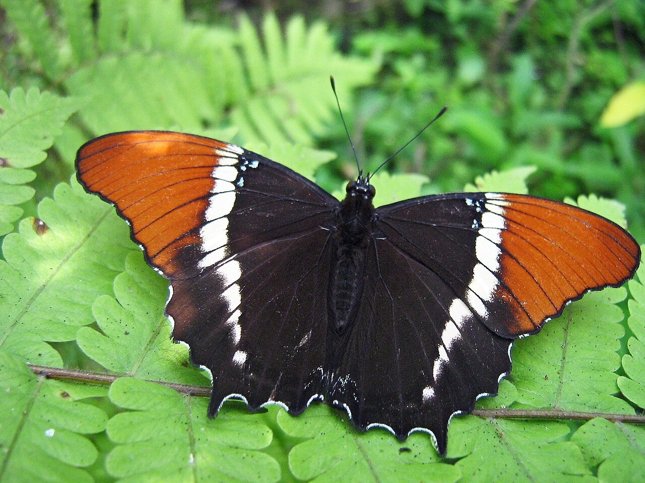 红端帘蛱蝶（Siproeta epaphus）