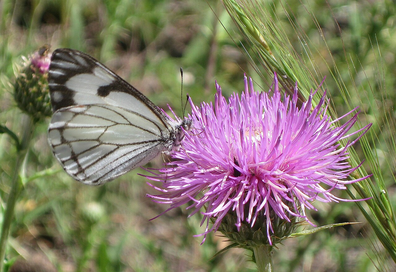 娆粉蝶（Neophasia menapia）