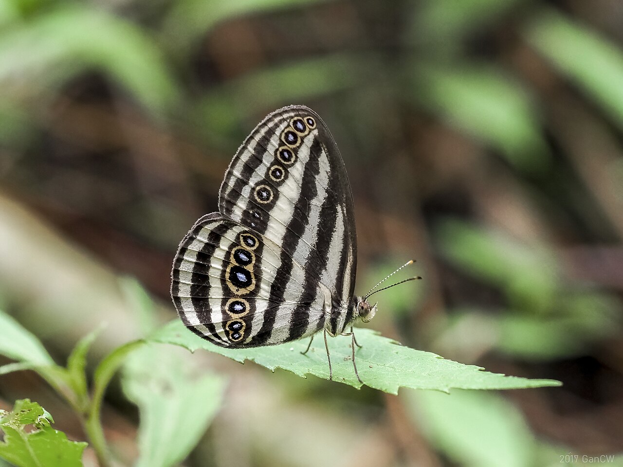 玳眼蝶（Ragadia crisilda）