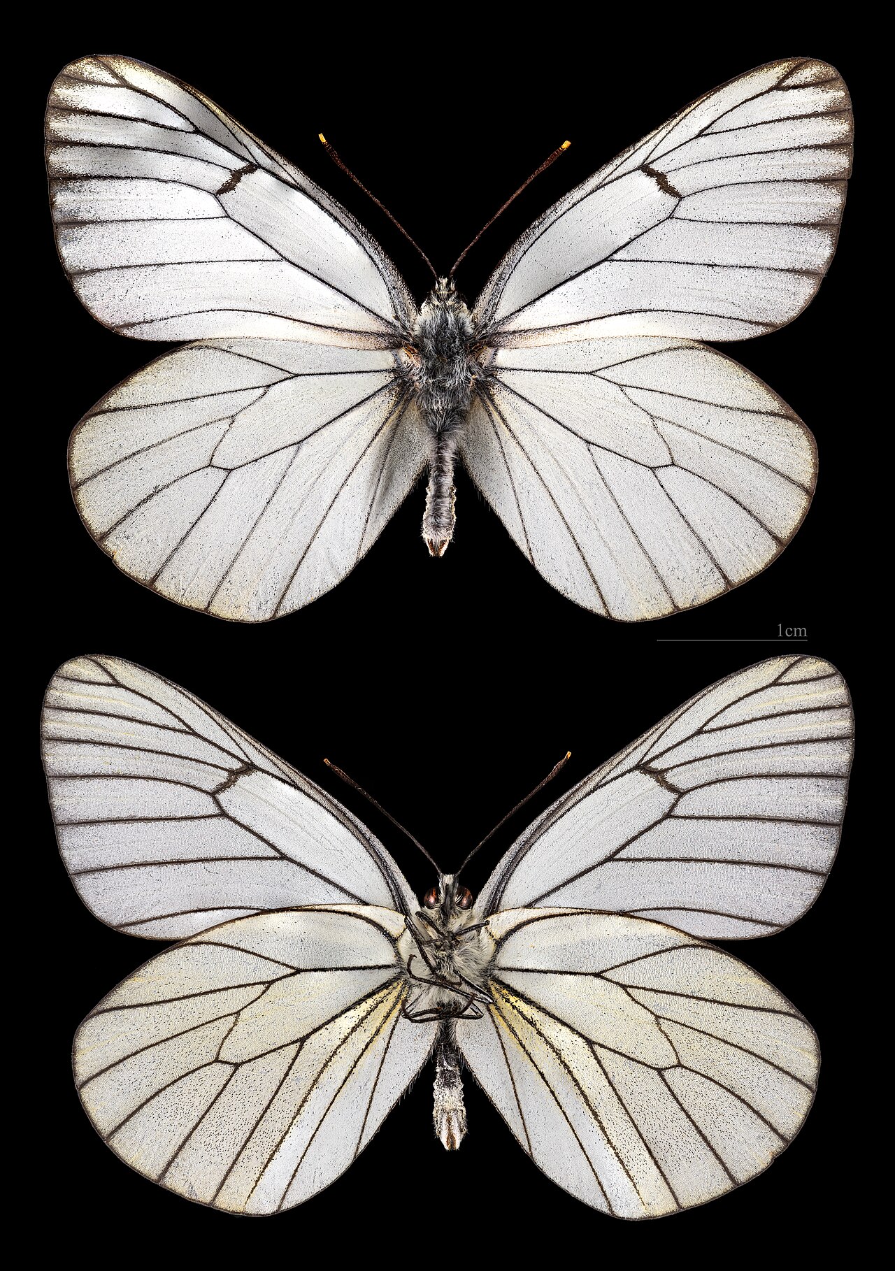 绢粉蝶（Aporia crataegi）